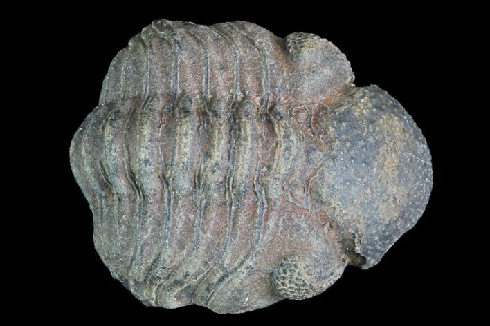 Small Enrolled Acastoides Trilobite Fossil - Morocco #76439